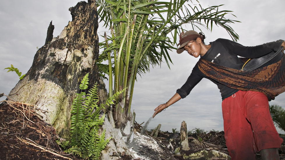 PLANTES I REGNSKOG: Regnskogen raseres p� Sumatra i Indonesia og en rekke andre steder i verden og erstattes av palmeoljeplantasjer. Ofte er er hogsten ulovlig. Foto: Truls Brekke/Dagbladet