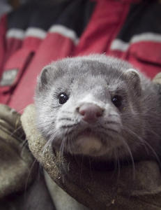 Er kunnskap fortsatt viktig, Ap?