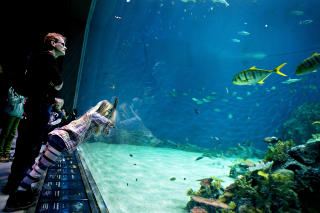 GLASSKLART: Sju millioner liter vann og en masse fisk befinner seg bak glassveggen i Oceaniet p� Den bl� planet. Foto: KRISTIAN RIDDER-NIELSEN