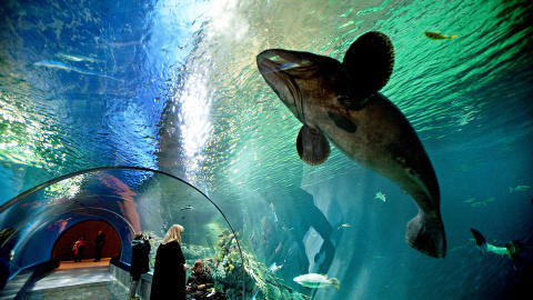TUNNELSYN: Fra tunnelen gjennom Den bl� planets st�rste basseng kan du se b�de hammerhai og rokker p� n�rt hold. Foto: KRISTIAN RIDDER-NIELSEN