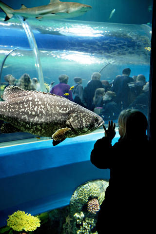 N�RKONTAKT: Bare se, men ikke r�re? I Nord-Europas st�rste og mest moderne akvarium er det lett � f� n�rkontakt med havets skatter. Foto: KRISTIAN RIDDER-NIELSEN