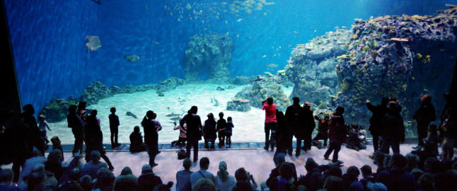 Du setter deg ned som p� kino, og ser p� livet i havet bak den enorme ruta