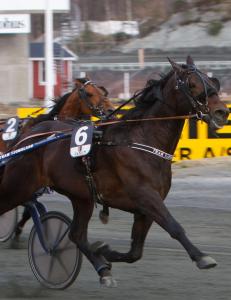 Norsk hest kan gi svensk kupongras