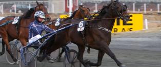 Norsk hest kan gi svensk kupongras