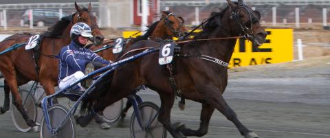 Norsk hest kan gi svensk kupongras