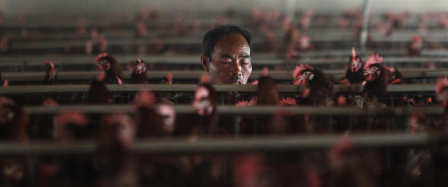 Over 100 smittet av fugleinfluensa - 20 d�de