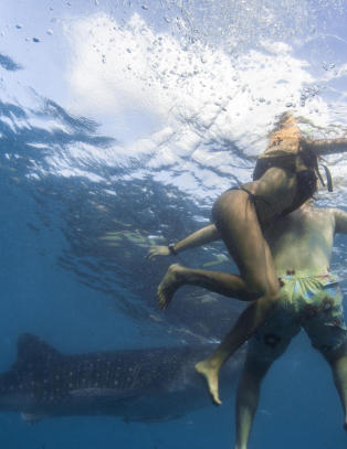 118 angrepet av hai i fjor