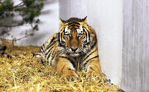 DYREPARKEN I KRISTIANSAND: Tigerhunnen Boonya. Foto: DYREPARKEN