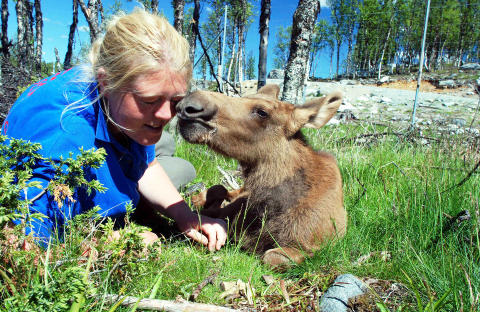 LANGEDRAG: Anne Grete og elgkalven Svea i fjor sommer. Foto: LANGEDRAG NATURPARK