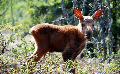 LANGEDRAG: I �r kan du bes�ke elgkalvene. Foto: LANGEDRAG NATURPARK