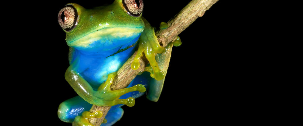 Frosk oppkalt etter Norge