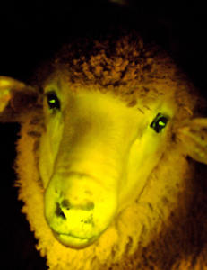 Denne sauen gl�der i m�rket