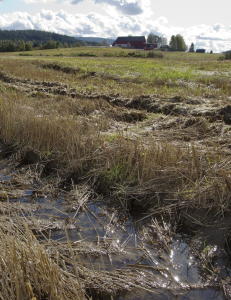 Advarer mot kornkrise