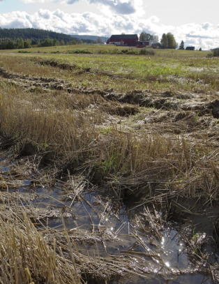 Advarer mot kornkrise