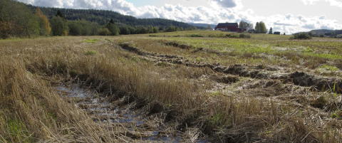 Advarer mot kornkrise