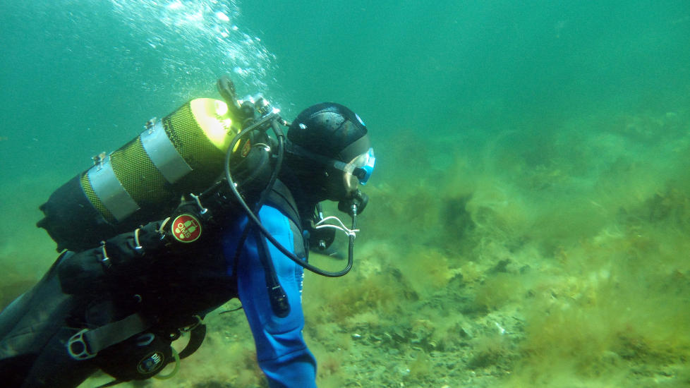 Livet under hvflaten: Det er mye god mat i reint farvann: