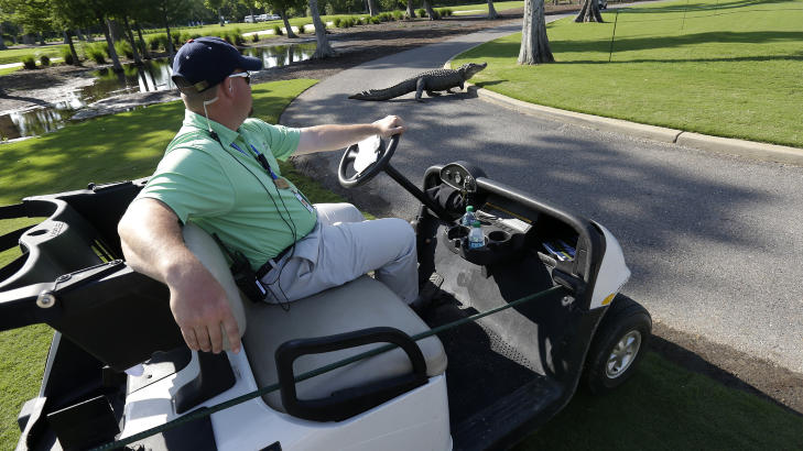 UTE P� TUR: Alligatoren gikk over b�de gress og asfalt p� sin lille avstikker fra vannet p� 14. hullet. Foto: AP /Gerald Herbert / NTB SCANPIX