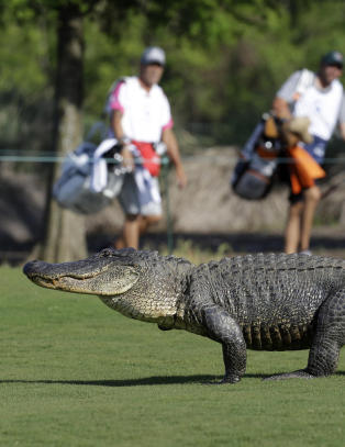 - Slik blir gutta raskere. Bare sett ut en alligator bak dem