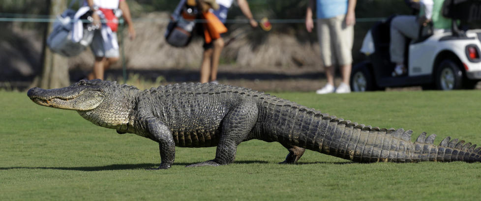 - Slik blir gutta raskere. Bare sett ut en alligator bak dem