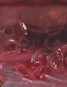 Melder om d�dsparasitt og listeria i norsk fisk