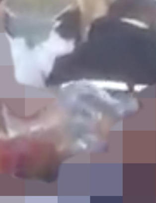 Hevder Bergens-russen skjenket sm�barn og la ut video