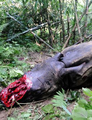 Det siste neshornet i Mosambik skal v�re skutt