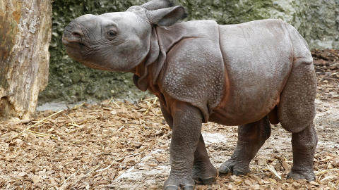 ETTERTRAKTET: Ni �r gamle Jari i en dyrehage i Basel. Disse dyrene blir drept for hornene de f�r senere i livet. Foto: REUTERS/Arnd Wiegmann