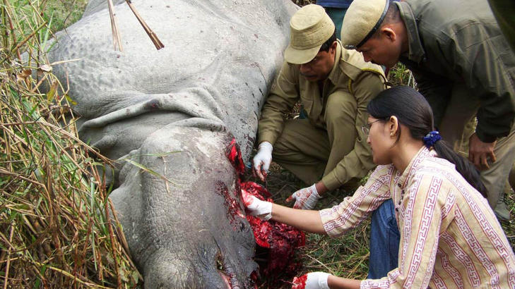 ORGANISERT KRIMINALITET: Her ser Indiske skogvoktere p� kroppen til et neshorn som ble drept av krypskyttere. Foto:AFP PHOTO/STR