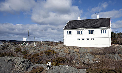 KJEHOLMEN: Geitekjeene beiter i lyngen mellom svabergene  Foto: OLE C.H. THOMASSEN