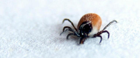 - Lars Monsen tar feil om borreliose