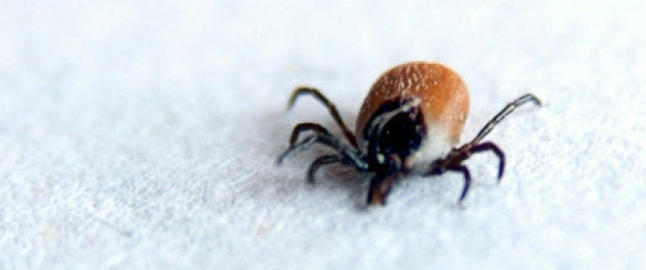 - Lars Monsen tar feil om borreliose