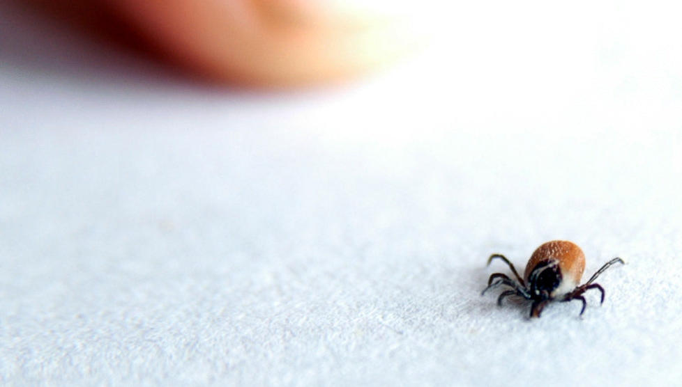 KAN V�RE FARLIG: �Noen pasienter har f�tt antibiotika i flere �r av Luneng for p�st�tt borreliose. Det kan v�re farlig�, skriver artikkelforfatteren. Foto: Arne Hoem