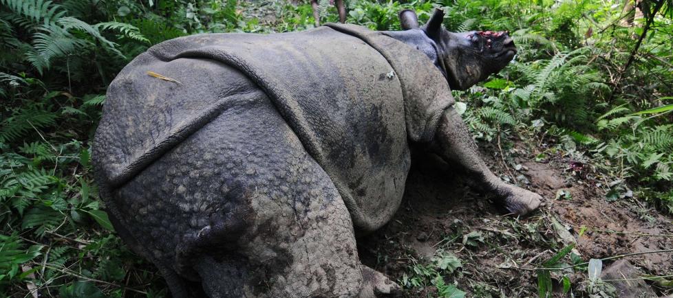 UTRYDDET: Neshornene i Mosambik kan n� v�re utryddet. �En katastrofe�, sier ekspert dr. Christian Nellemann (bildet er av et annet neshorn). Foto: AFP PHOTO/ Biju BORO