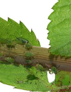 Du har vel sjekket rosene dine for lus?