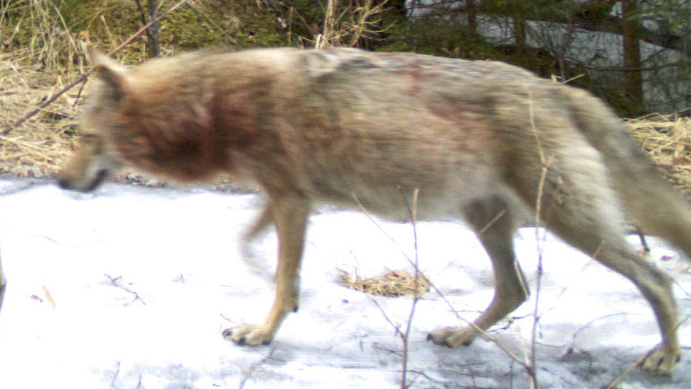 DREKTIG: En av ulvene er betydelig rundere enn den andre, noe som tyder p� at det kan komme valper n�r som helst, forteller Morten Kj�rstad, leder i Rovdata. Bildene er tatt 28. april. Foto: http://viltkamera.nina.no/