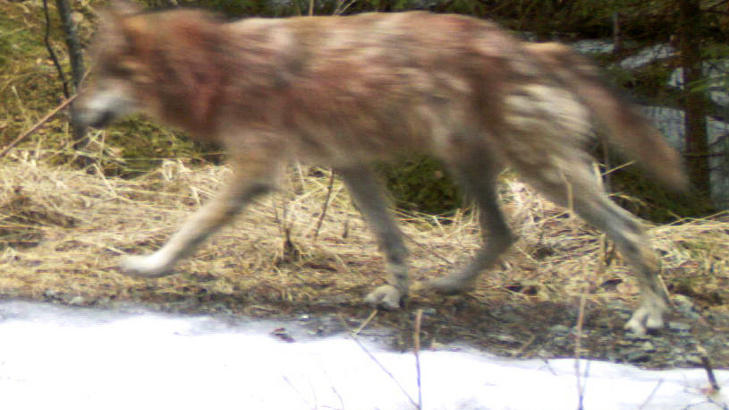 REVIR I �STMARKA: De to ulvene har opprettet revir i �stmarka, og hunnen ser ut til � v�re med valper. Foto: http://viltkamera.nina.no/