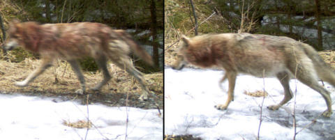 - Kan f� ulvevalper n�r som helst