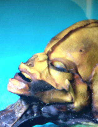 DNA-et avsl�rer at moren var fra S�r-Amerikas vestkyst