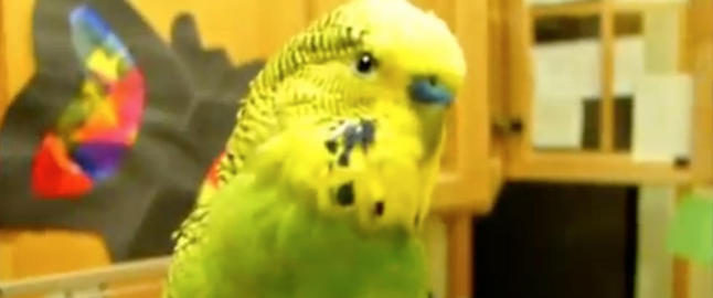 Denne amerikanske undulaten har l�rt seg svensk