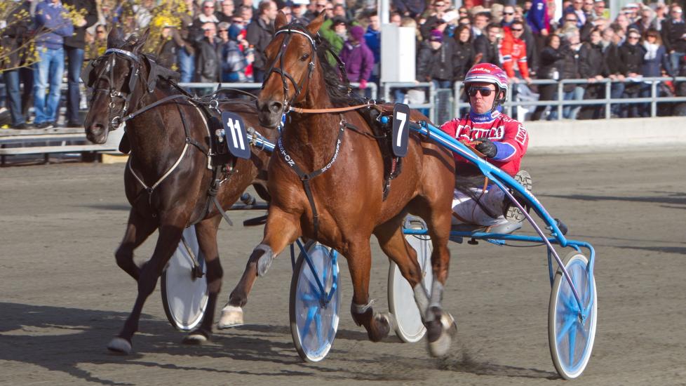 SVARER OPP. Preston er sv�rt god til � forsvare seg. Kusken h�per Preston kommer seg til tet p� l�rdag ogs�. Foto: HESTEGUIDEN.COM.