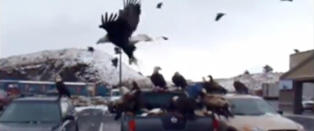 Politiet m�tte rykke da 40 �rner flakset rundt en pickup med fisk