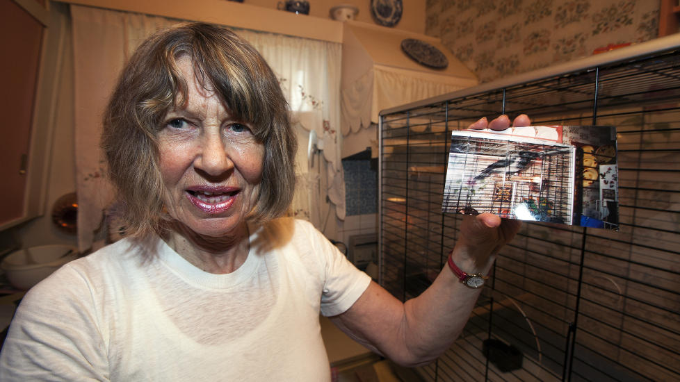 KRA-KRA: Mette Espolin Johnson holder opp et bilde av kr�ka Kra som hun pr�vde � hjelpe tilbake til flygedyktig tilstand. Foto: Henning Lilleg�rd/Dagbladet.