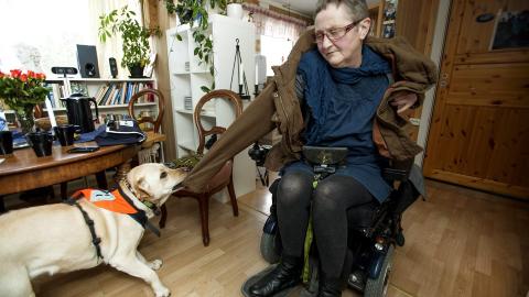 �RV�KEN: Servicehunden Carmen spretter opp fra hvilestillingen straks matmor Johanna r�rer p� seg. Labradoren hjelper til med alt mulig. Ogs� � kle av eieren sin.  FOTO: Anne Elisabeth N�ss