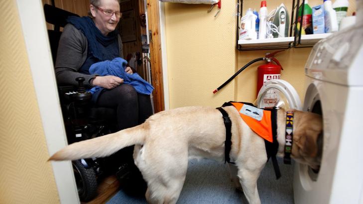 EN MESTER I ARBEID: Ingen plagg blir glemt n�r denne hunden tar ut av vaskemaskinen.  FOTO: Anne Elisabeth N�ss