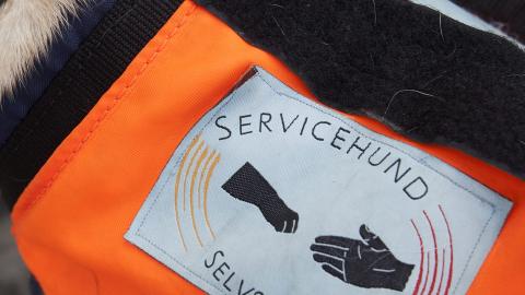 SERVICEHUND: Johanna Eike har MS. Hun har f�rerhunden Carmen som hjelper henne i det daglige. FOTO: Anne Elisabeth N�ss