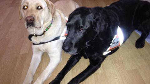 PENSJONISTEN OG AVL�SEREN: Et kj�rt, men litt s�rt bilde av den gamle hunden, Ozzy, og Carmen sammen. Dette bildet er tatt den siste dagen Ozzy levde.  FOTO: Privat