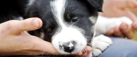 Hunde-DNA kan løse eksem-gåten