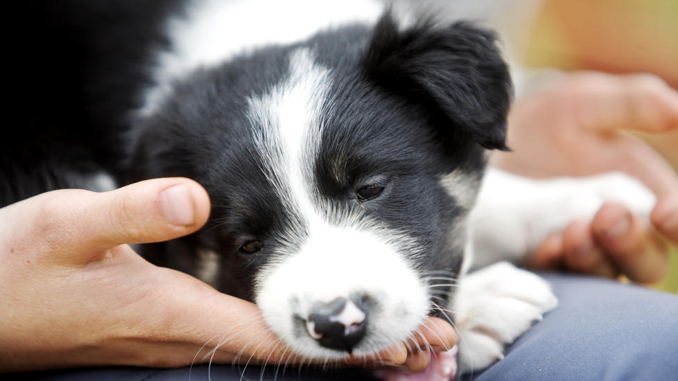 FORSKERFUNN: Genfunn i hunder gir forskere bedre forst�else av utviklingen av eksem.
Illustrasjonsfoto: Kyrre Lien/NTB Scanpix
