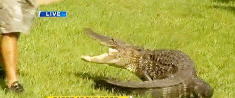 Familien v�knet til denne u�nskede gjesten p� trappa