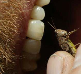 - Du b�r spise insekter